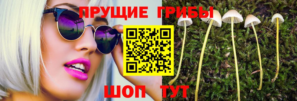 Галлюциногенные грибы ЛСД  Псилоцибиновые грибы ЛСД  Вход с VPN  цена наркотик  Гатчина 
